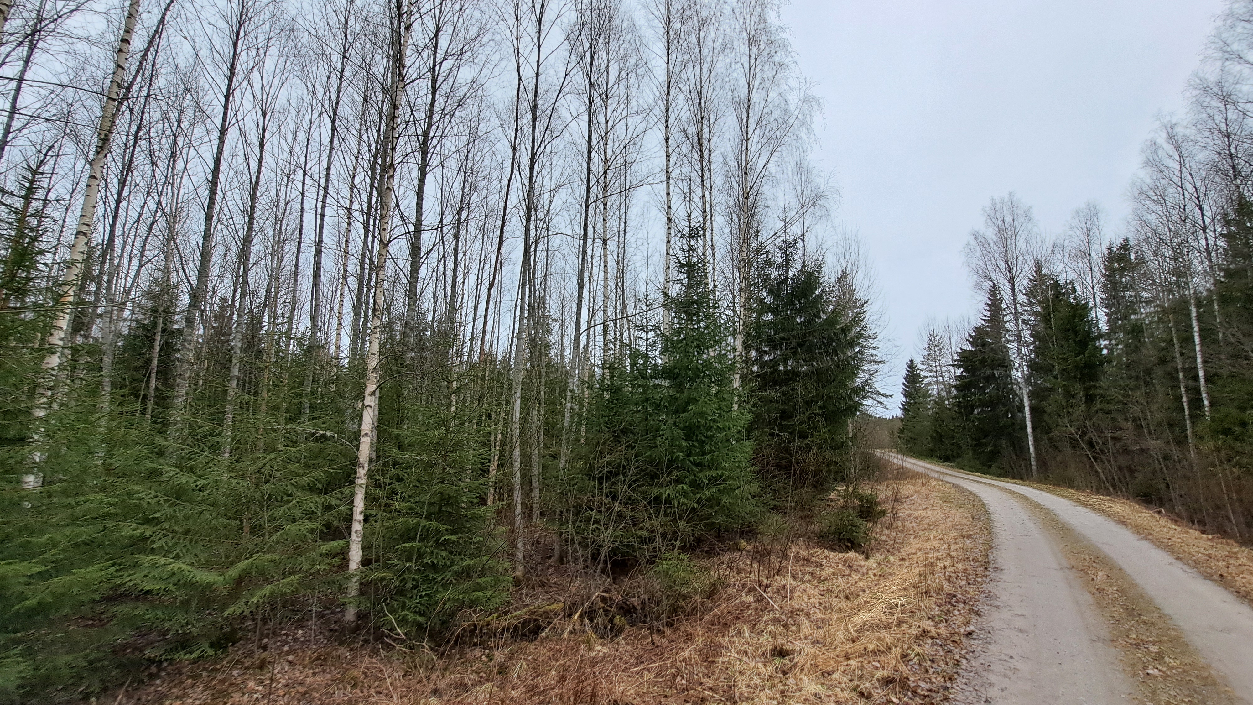 <b>Skog i Rejpelt 19,0 ha</b><br />
P vindkraftprojekt Kivine-vinds omrde