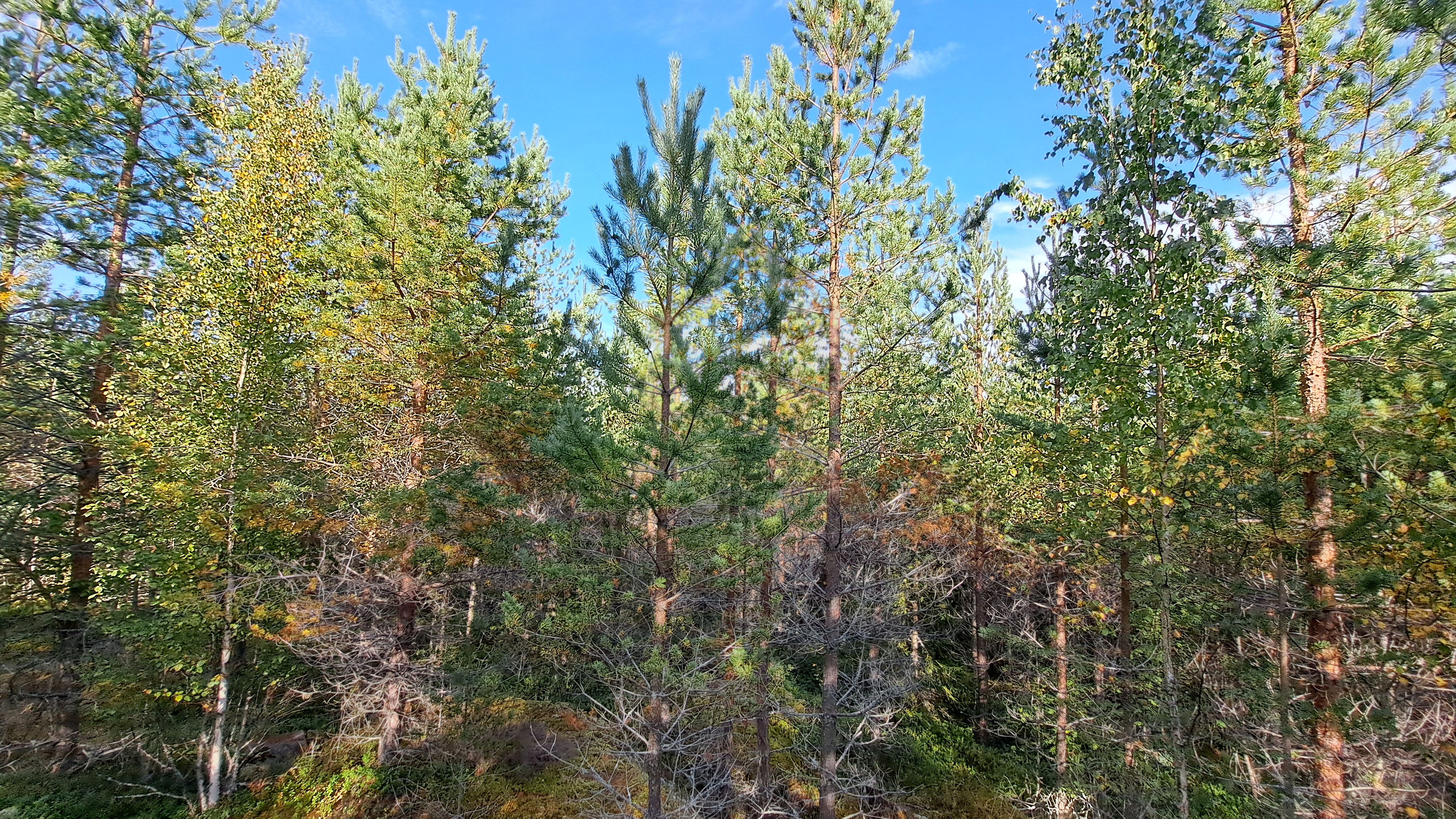 <b>Skog i Rki, Vr</b>
15,3 ha i ett enhetligt skifte. Anbud inlmnas senast 28.10.2025