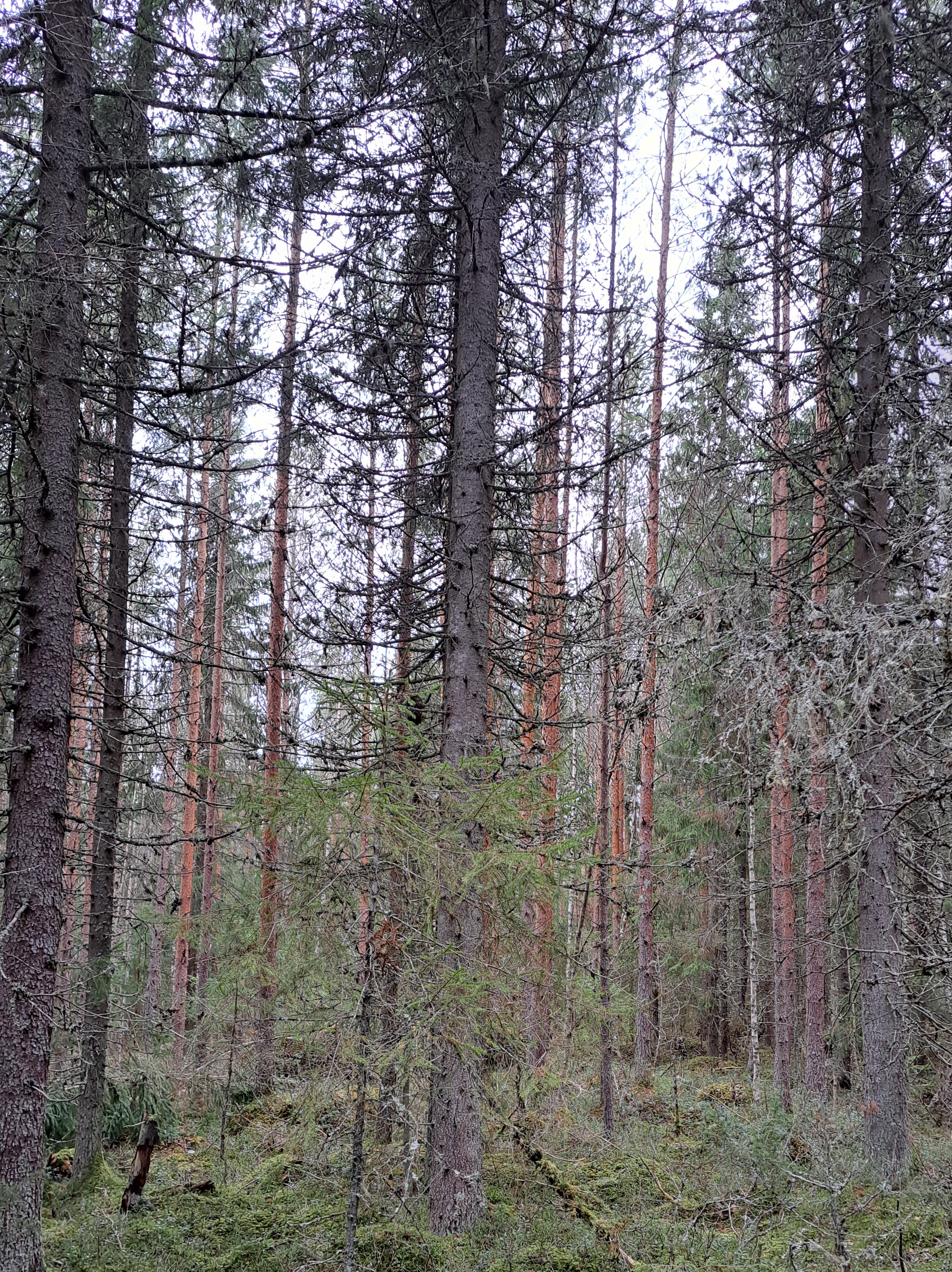 <b>Skog i J�rala, V�r�</b>
5,75 ha, mycket averknigsbart, V�stersluttning mot v�g. 
